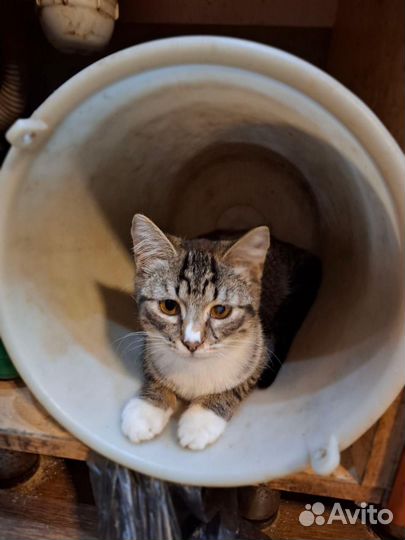 Котенок-девочка