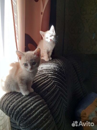 Котята ищут добрых хозяев.Два котика,две кошечки