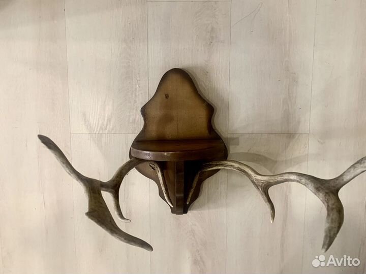 Оленьи рога на креплении