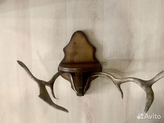 Оленьи рога на креплении