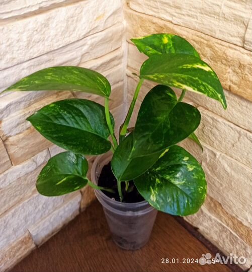 Пеперомия (27.09.24)