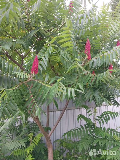 Початки-сумах оленерогий-для декора/специй/пива