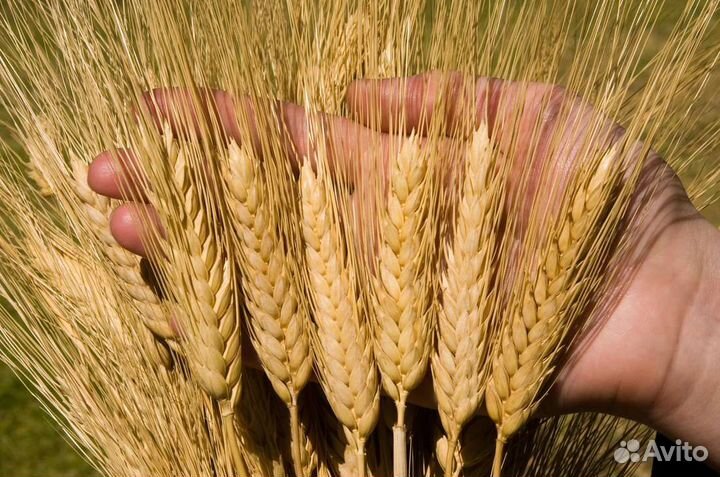 Твердая пшеница