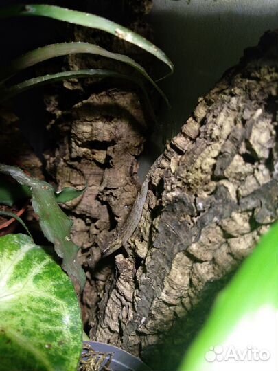 Геккон лугубрис