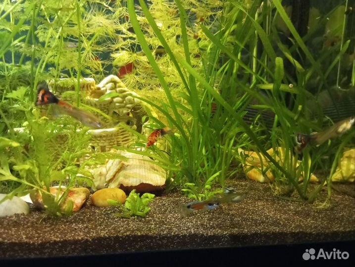 Рыбки гуппи