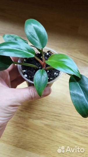 Хлорофитум, филодендрон, сингониумы, традиции