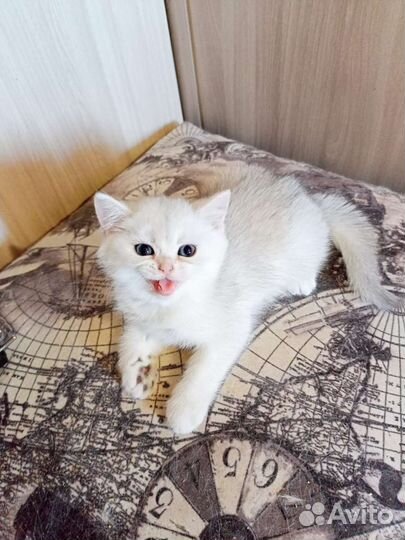 Изумительные зеленоглазые котятки