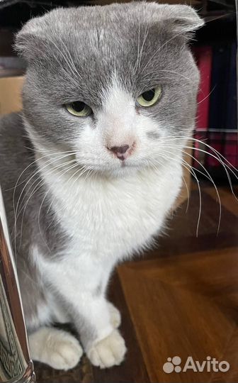 Британский вислоухий кот
