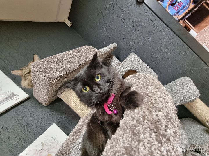 Отдам кошку Мадлен