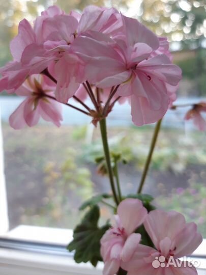 Пеларгония/герань