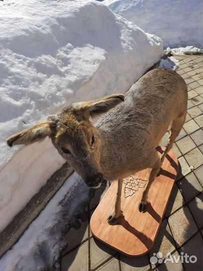 Косуля чучело