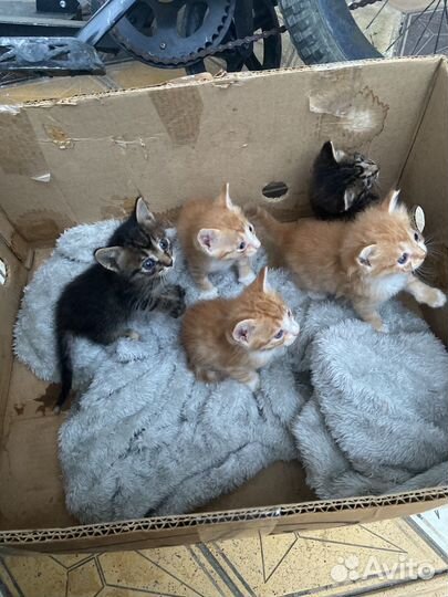 Котята в добрые руки бесплатно