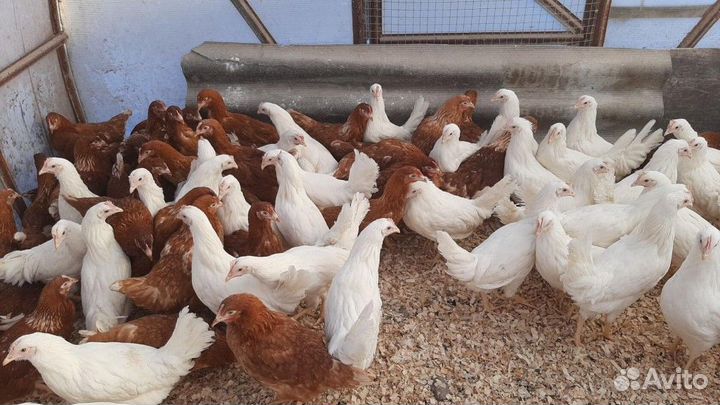 Куры - молодки