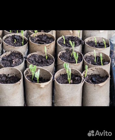 Втулки картонные разные для поделок