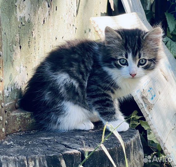 Пушистые котята