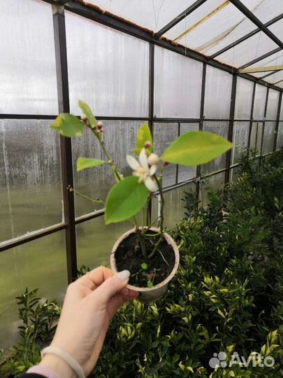 Саженцы лимона Мейера