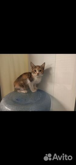Котенок