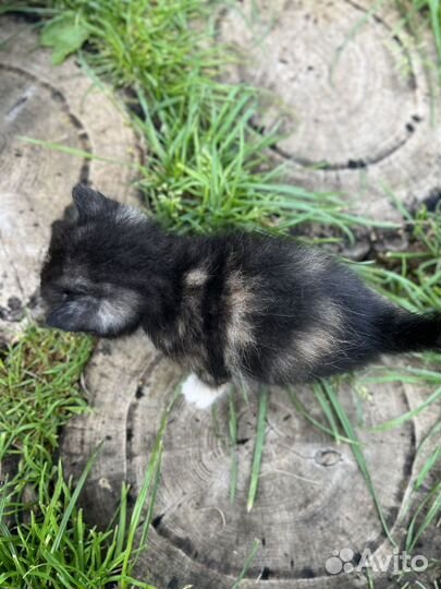 Котенок полуперс