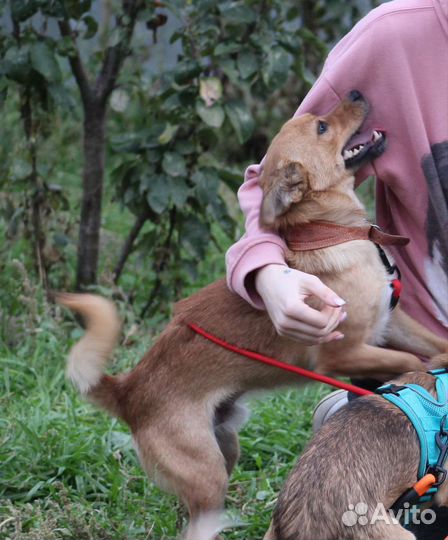 Мелкий пёс в добрые руки