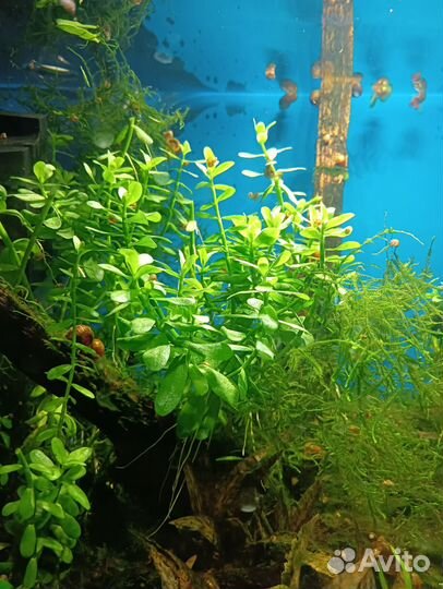 Аквариумное растение