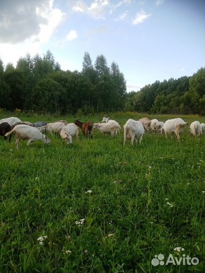 Козье молоко