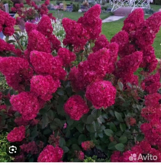 Гортензия Самарская Лидия в П9