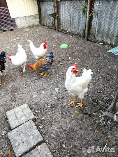 Молодые петухи