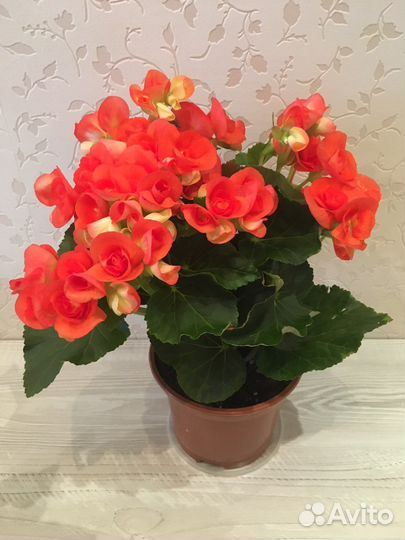 Бегонии Элатиор