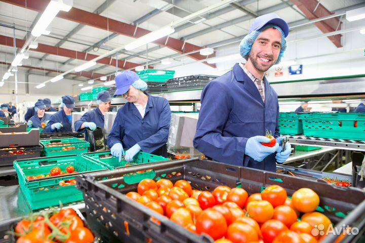 Рабочий на пищевое произв-во в Волгоград, жилье