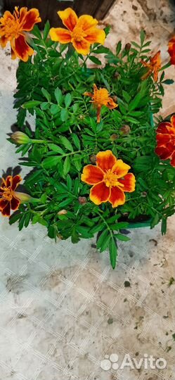 Продажа рассады бархатцев