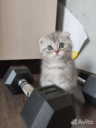 Шотладские котята