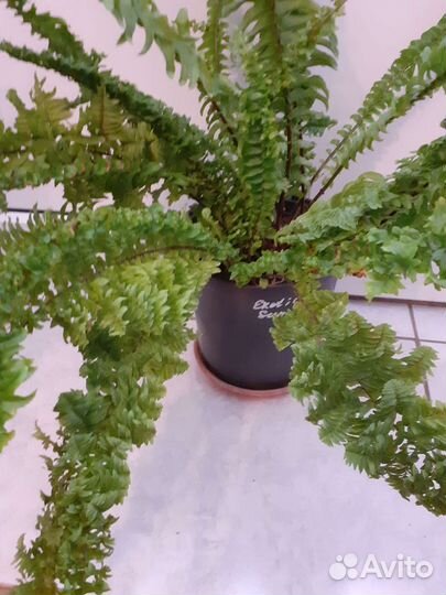 Папоротники редкие сорта