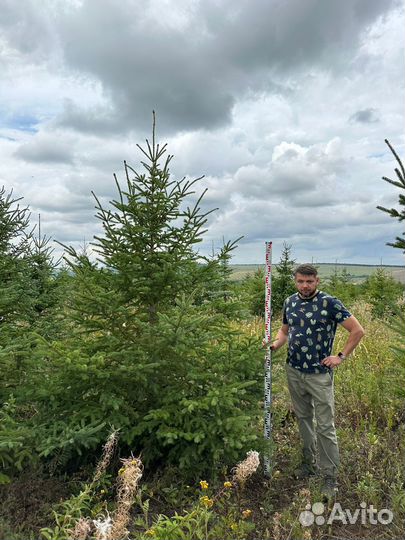 Ель голубая Экстра качества