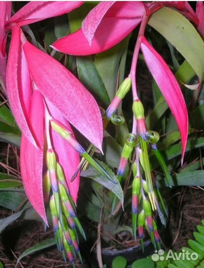 Бильбергия поникающая