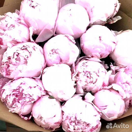 Пионы, букет цветов, пионы опт