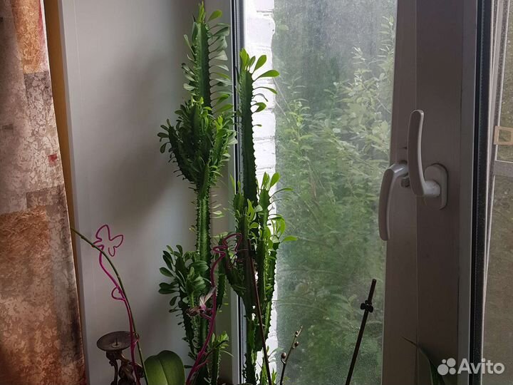 Эуфорбия, молочай трехгранный, 1,5 м