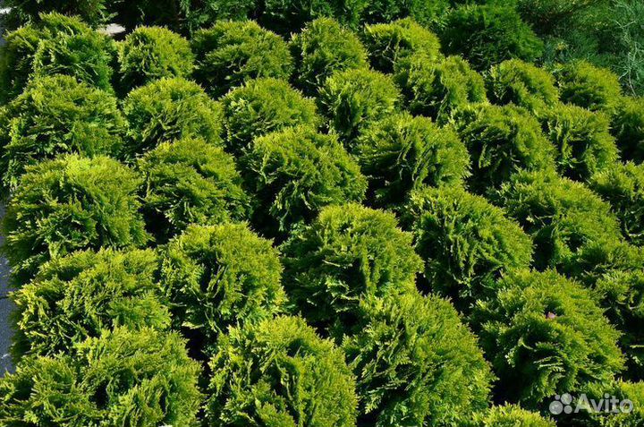 Туя западная Марьям шаровидная