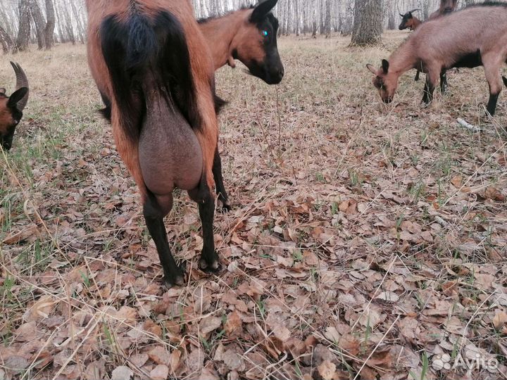 Козы дойные (Чешская коричневая короткошерстная)