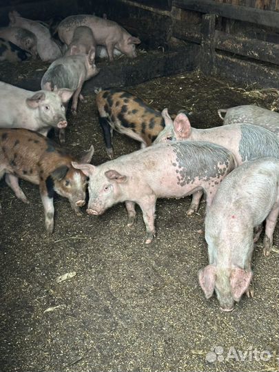 Крупная белая +дюрок