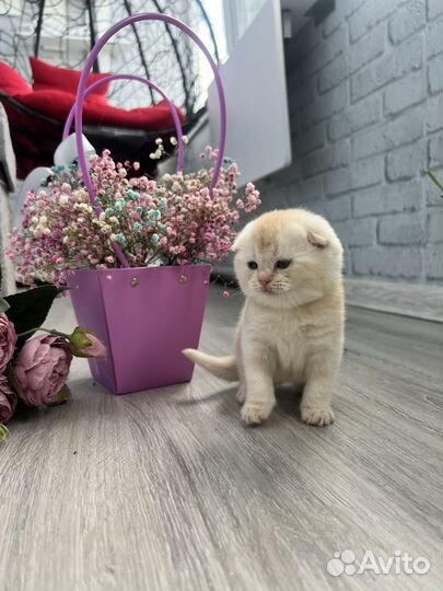 Шотландский вислоухий котенок