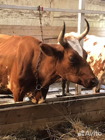 Молоко фермерское для сыроделия
