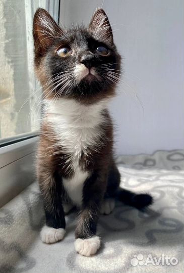 Симпатюля Луша в добрые руки