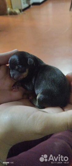 Самые экзотические щенки