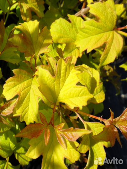 Кустарники, сибирские ирисы, ромашки