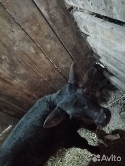 Телята бычки