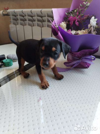 Цвергпинчер