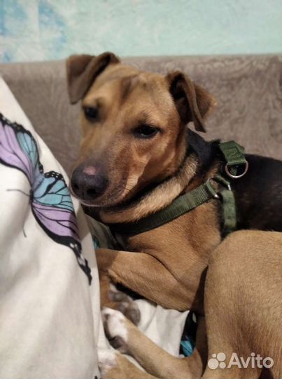 Ищем дом собаке