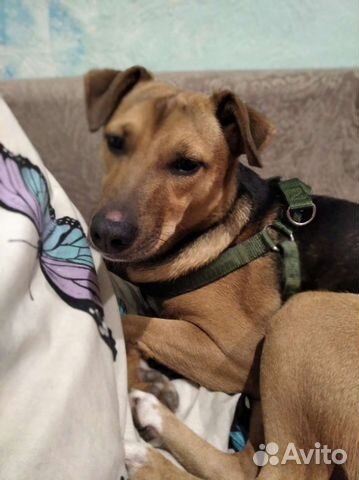 Ищем дом собаке