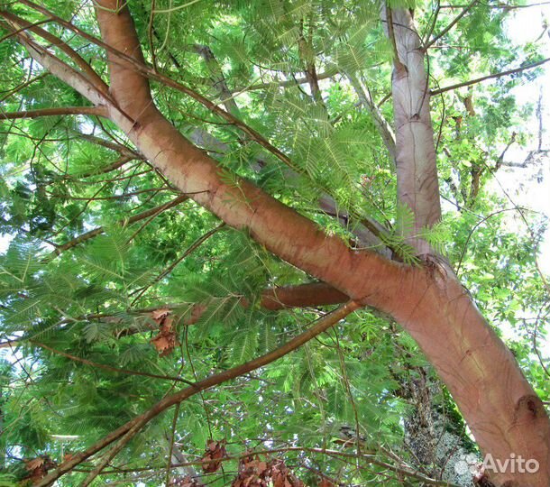 Акация Серебристая, семена