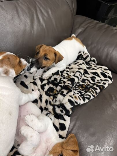 Джек Рассел терьер